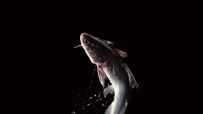 400_225gif 动态图 动图